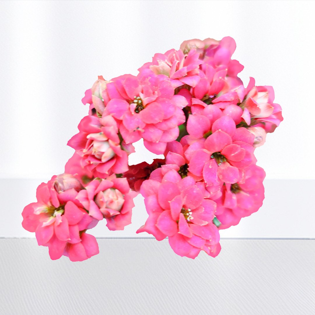 Kalanchoe Pink